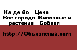 Ка де бо › Цена ­ 25 000 - Все города Животные и растения » Собаки   